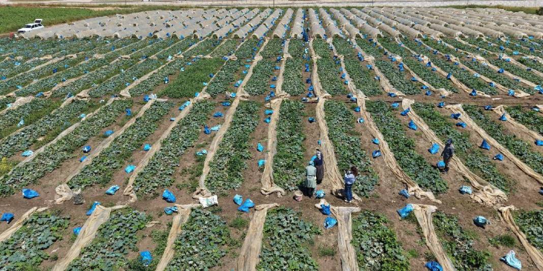 200 dönümde ata tohumdan üretiliyor! Kilosu tarlada 10, pazarda 40 TL 2